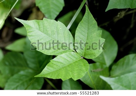 Close up detail of a Poison Ivy Plant.  Excellent high resolution image for accurate plant identification. Royalty-Free Stock Photo #55521283