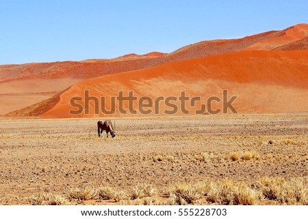 Red desert dunes, blue sky and wild Oryx, remote wilderness in Namibia, Africa