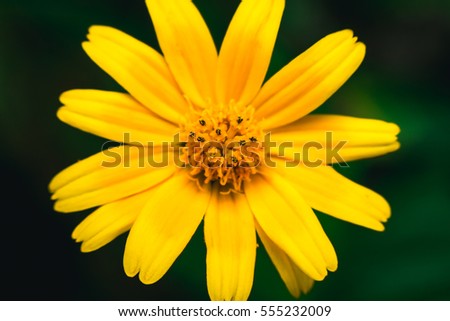 Yellow flower closeup.