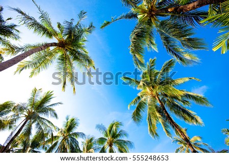 Many of coconut trees with the blue sky day.