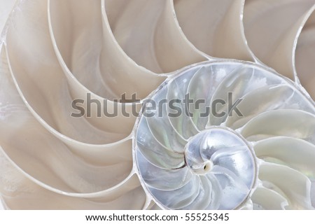 Stock photograph of a Half Shell Nautilus pompilius Royalty-Free Stock Photo #55525345
