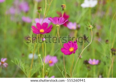 flower in the garden with blur background