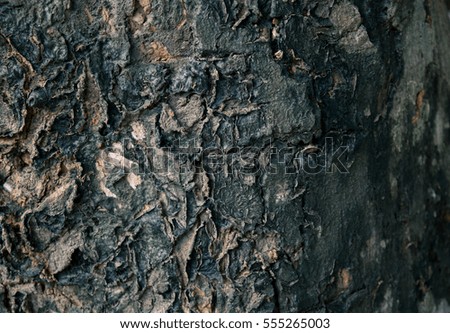 Old wood texture of tree bark background