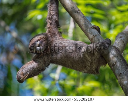sloth
