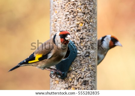 Two goldfinches (Carduelis carduelis) on a bird feeder in a UK garden during Winter. Devon, December. Royalty-Free Stock Photo #555282835