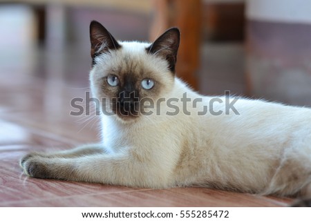 This close up kitten is a white cat which has black ears, black nose, and black paws. Another one is called siamese cat.