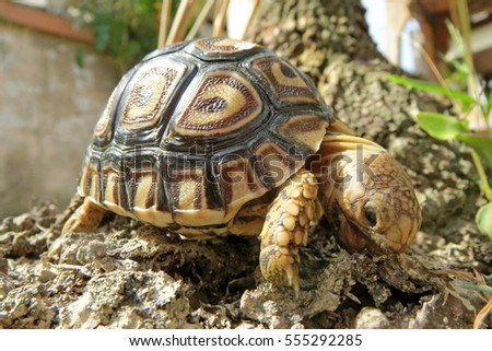 Baby Leopard tortoise walking slowly and sunbathe on ground with his protective shell ,cute animal pictures make you smile                               