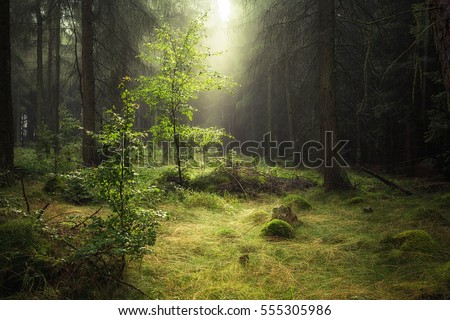 Enchanted Forest Royalty-Free Stock Photo #555305986