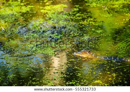 A baby alligator swims through a murky swamp surrounded by moss and vegetation