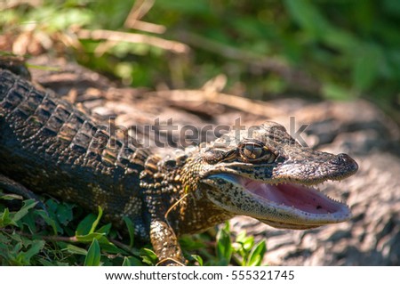A baby alligator shows aggression while opening its mouth, showing its teeth and hissing.