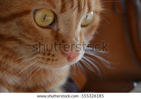 bright red cat on a dark background, a temperamental red cat with yellow eyes, tabby cat on the striped fabric