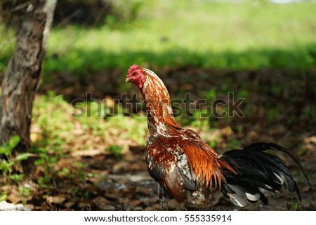 Red head chicken with brown and white hairs stand in the garden.