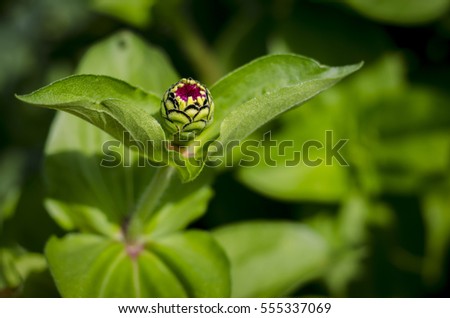 Flower bud in a green garden