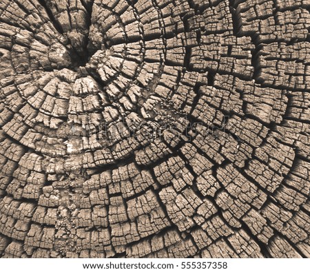 Old wood texture background. Log section. Abstract background with weathered old wood texture.