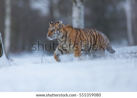 Cute siberian tiger cub in snow