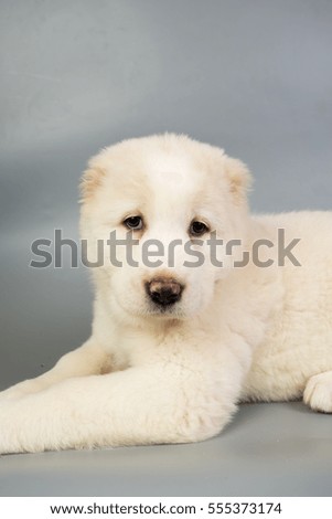 white puppy Alabai on a gray background, studio