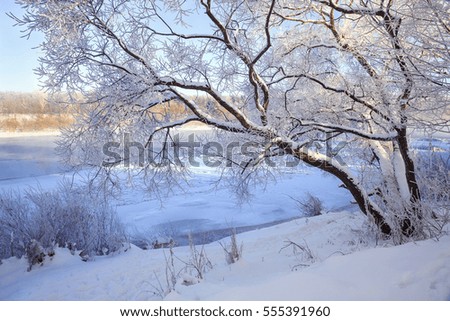 Nature in a clear frosty day. Snow, trees covered with frost. Blue sky. Tree over the river. The ice on the river. Place for text. Wallpapers, calendar, picture, illustration, printing