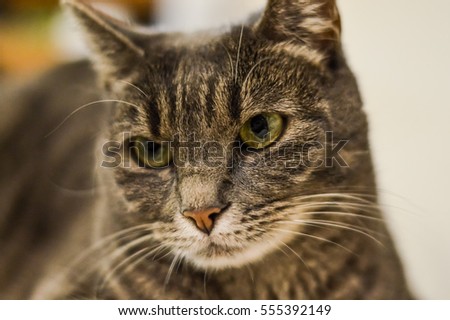 staring striped gray cat portrait closeup