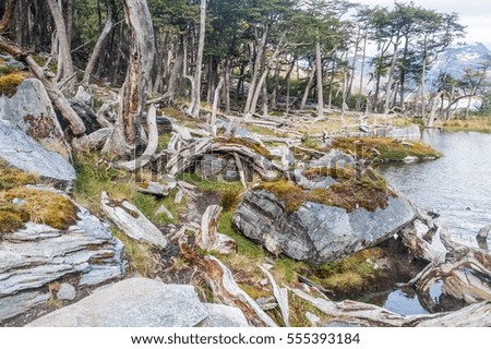 Forest in Tierra del Fuego, Argentina