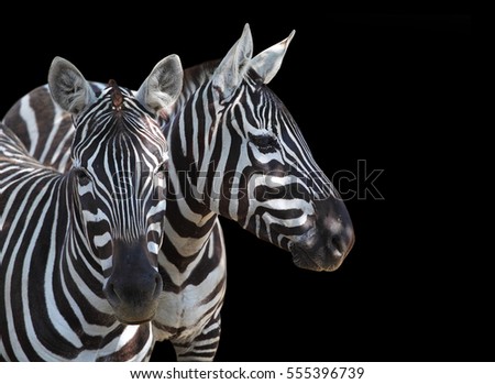 The Plains Zebra, Equus quagga is big mammal from Africa. Animals on black background. Wildlife and safari thematic picture with space for your text.