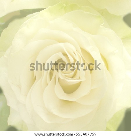 White Rose. Macro. flower, background.