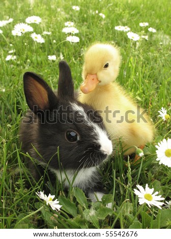 Rabbit bunny and duckling best friends