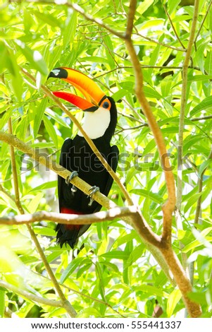 Close-up of the toco toucan Ramphastos toco.