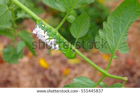 Unhappy Tomato / Tobacco Hornworm as host to parasitic braconid wasp eggs.  Horn worm is hanging upside down on a tomato plant stem.  Garden vegetables in soft focus in the background.