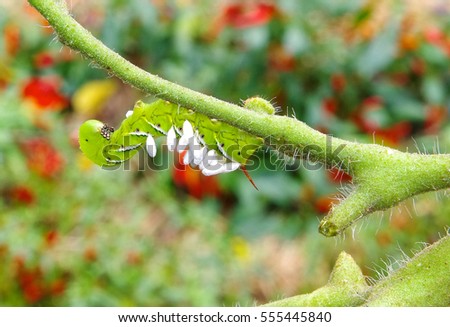 Upside Down Tomato / Tobacco Hornworm is a host to parasitic braconid wasp eggs.  Horn worm is hanging on a tomato plant in a vegetable garden.  Garden vegetables in soft focus in the background.