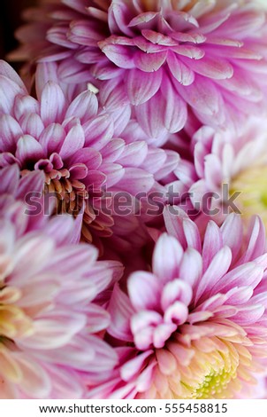 Beautiful flowers background for wedding scene,pink daisy on background,Close up of the gerbera on white.