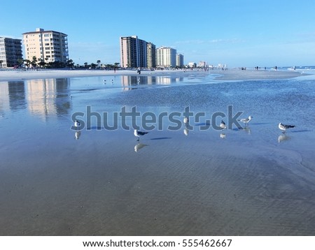 Bonaparte's gulls on the shoreline at Jacksonville Beach, Florida, USA.