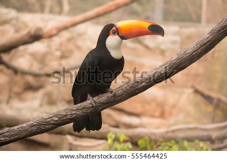 Toucan standing in a branch