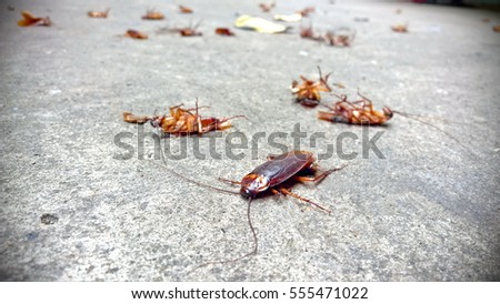 Cockroaches are lying dead