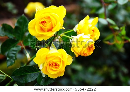 Yellow roses in the garden is ready for Valentine's Day