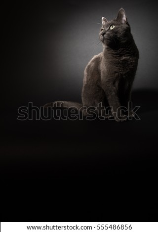 Gray Cat Sitting in The Spotlight on Dark Background