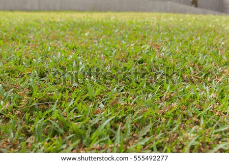 grass in modern house