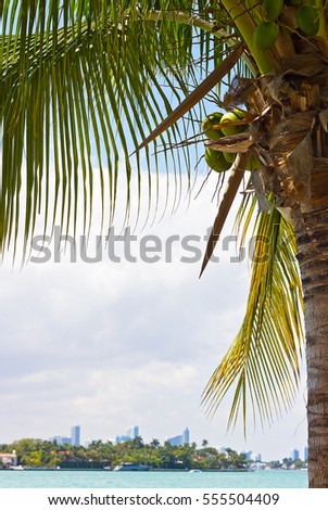 Distant Miami city skyline under a coconut palm, Miami Beach, Florida, USA. Beautiful palm tree with fruits under a tropical sun.