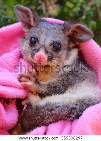 orphaned Brush-tail Possum