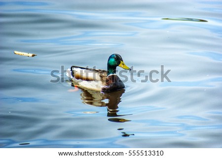 Mallard duck Royalty-Free Stock Photo #555513310