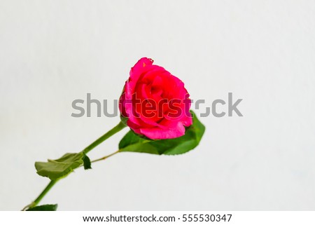 Close up rose on isolated. Flower for valentine day.