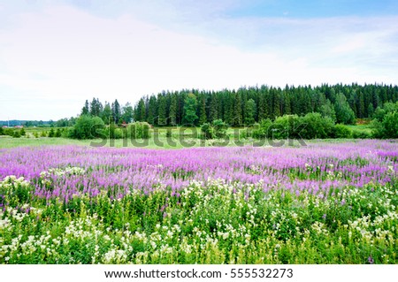 Beautiful field of Chamerion angustifolium (Rosebay willowherb or fireweed flowers). Summer in Lapland, Northen Finland.  Royalty-Free Stock Photo #555532273