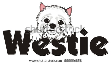 snout of West Highland White Terrier peek up from black word westie