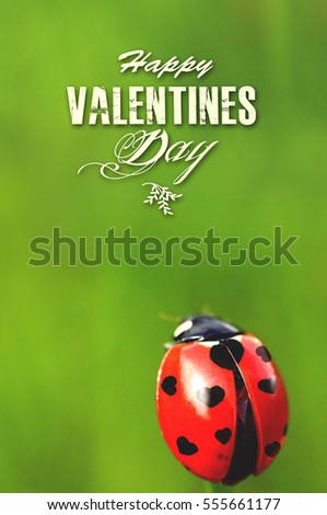 St Valentine's Day card concept. Ladybug with heart-shaped spots on the green