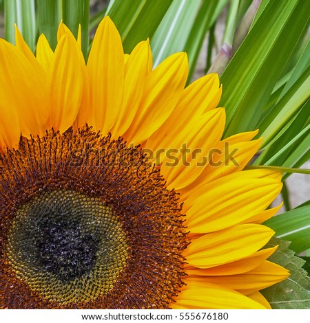 picture shows a part of a sunflower in sunlight - could used as background or part of a logo