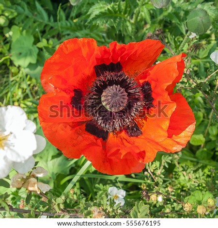 picture of a wide open red poppy