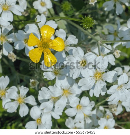 picture of a lonely yellow blossom at a lot of white flowers around