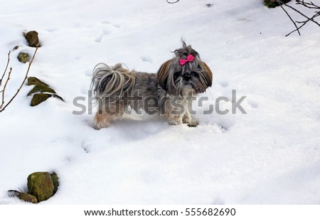 Shih tzu dog playing in snow.