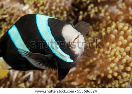 Clownfish close-up. Sipadan island. Celebes sea. Malaysia.
