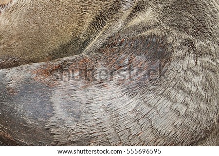 Details of a wild sea seal (Phocidae) skin, Skeleton Coast, Cape Cross, Namibia, Africa