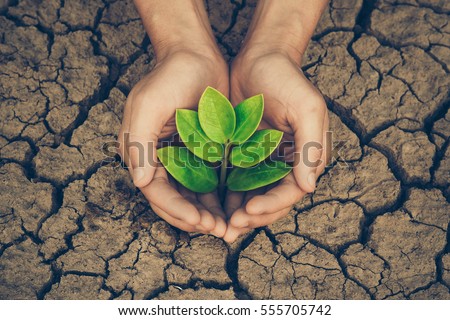 Hands holding a tree growing on cracked ground / Save the world / Environmental problems / Protect nature Royalty-Free Stock Photo #555705742